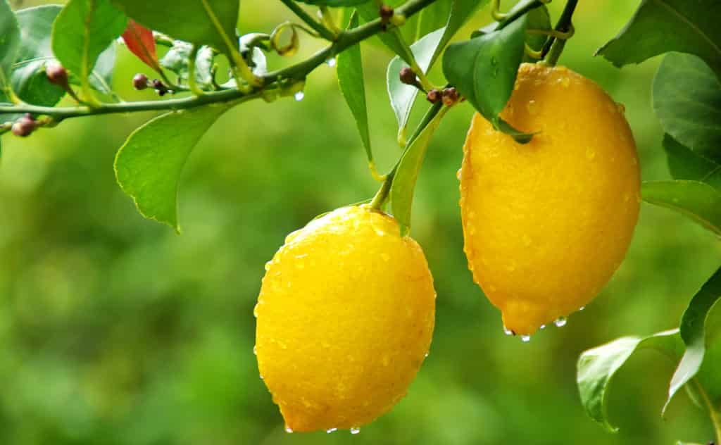 Zitronen aus Kernen vermehren