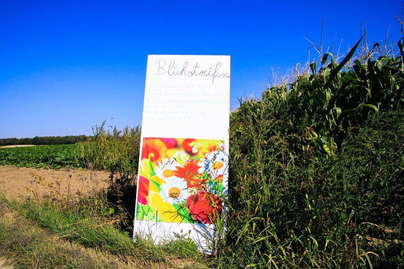 Blühstreifen für Bienen in der Landwirtschaft