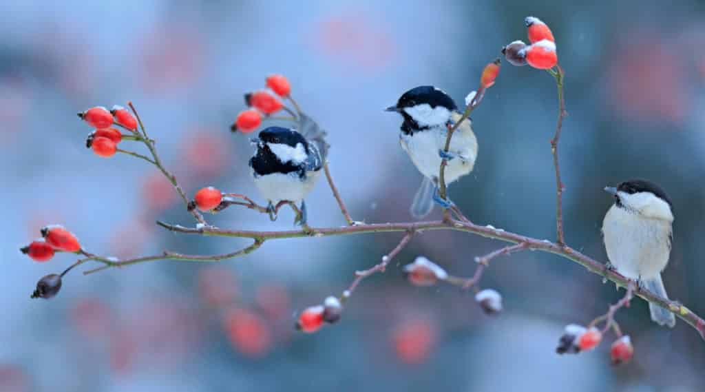 Den Garten für Vögel winterbereit machen
