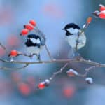 Den Garten für Vögel winterbereit machen