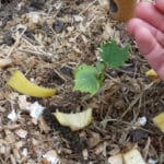 Küchenabfälle als Dünger im Garten