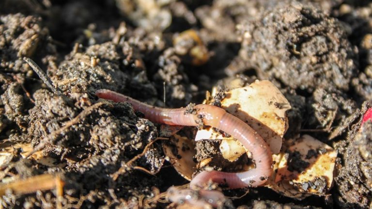 Eierschalen als Dünger im Garten 2024 » Alle Infos auf Gartenzeile.de