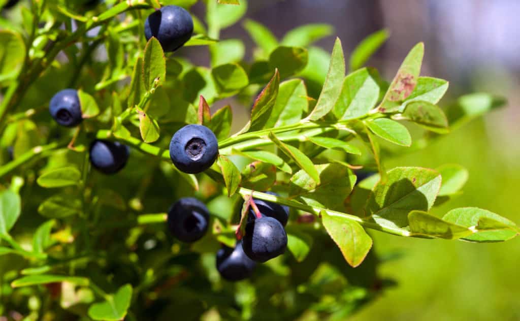 Heidelbeeren schneiden