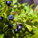 Heidelbeeren schneiden