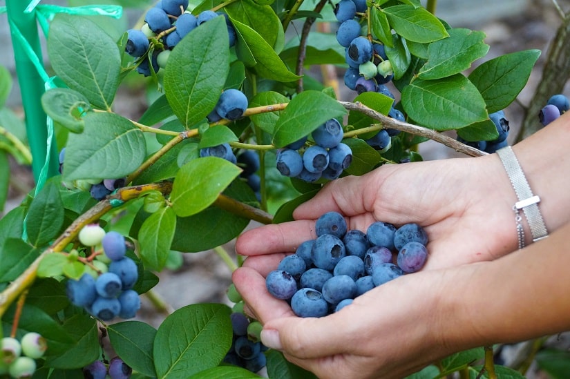 Heidelbeeren werden geerntet