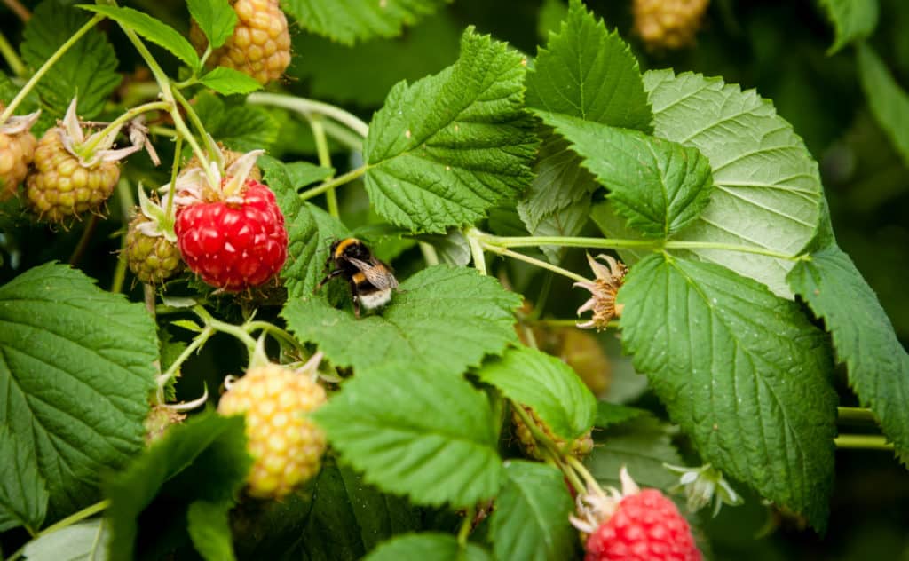 Himbeeren schneiden