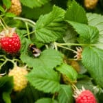 Himbeeren schneiden