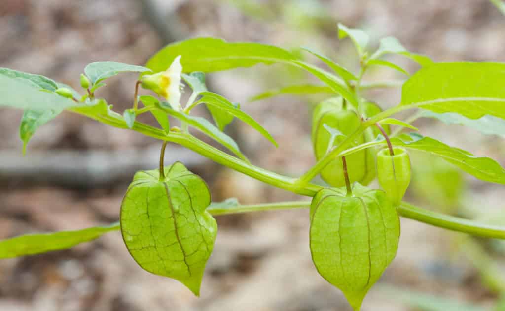 Physalis anbauen