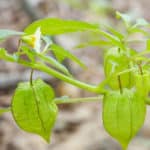 Physalis anbauen