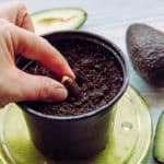 Avocados selber ziehen