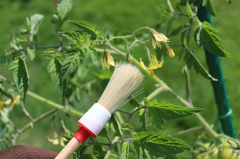 Bestäubung einer Tomatenpflanze mit einem Pinsel