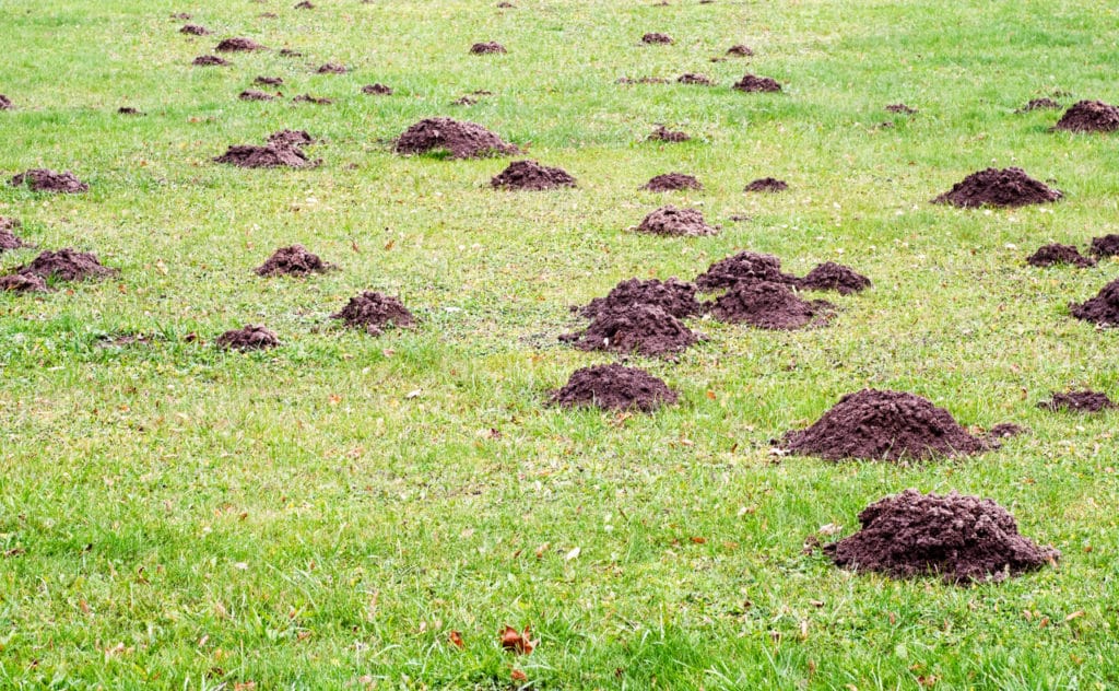 Darum solltest du Maulwurfshügel nicht plattmachen!