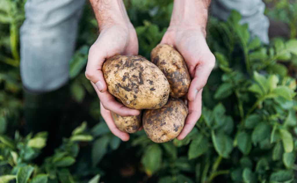 Kartoffeln im Garten anbauen