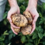 Kartoffeln im Garten anbauen