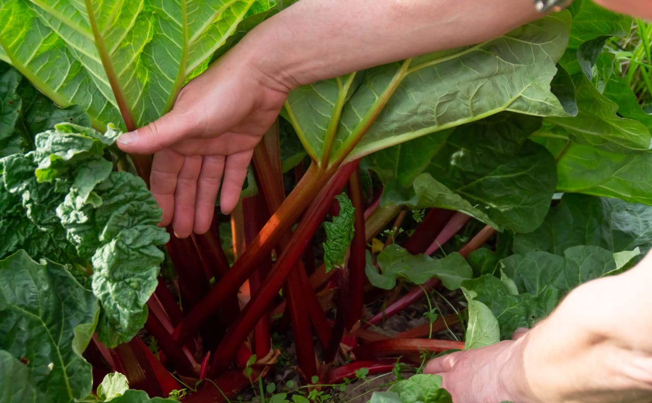 Rhabarber ernten 2024 » Alle Infos auf Gartenzeile.de