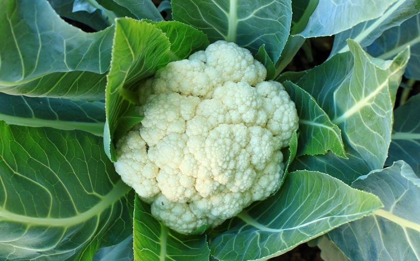 Blumenkohl auf einem schattigen Balkon