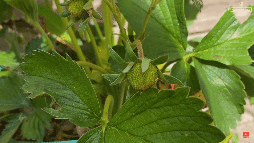 Das Gießen der Erdbeeren in der prallen Sonne kann zu Verbrennungen führen