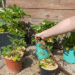 Die Erdbeeren richtig gießen