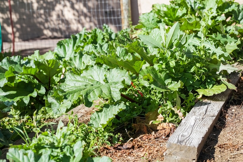 Gemüse in einem kleinen Garten