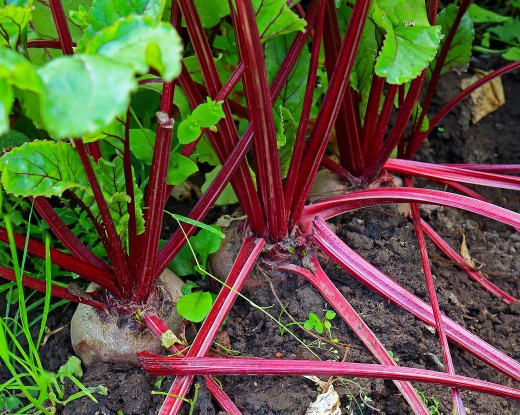 Rote Beeten eignen sich für schattige Balkone