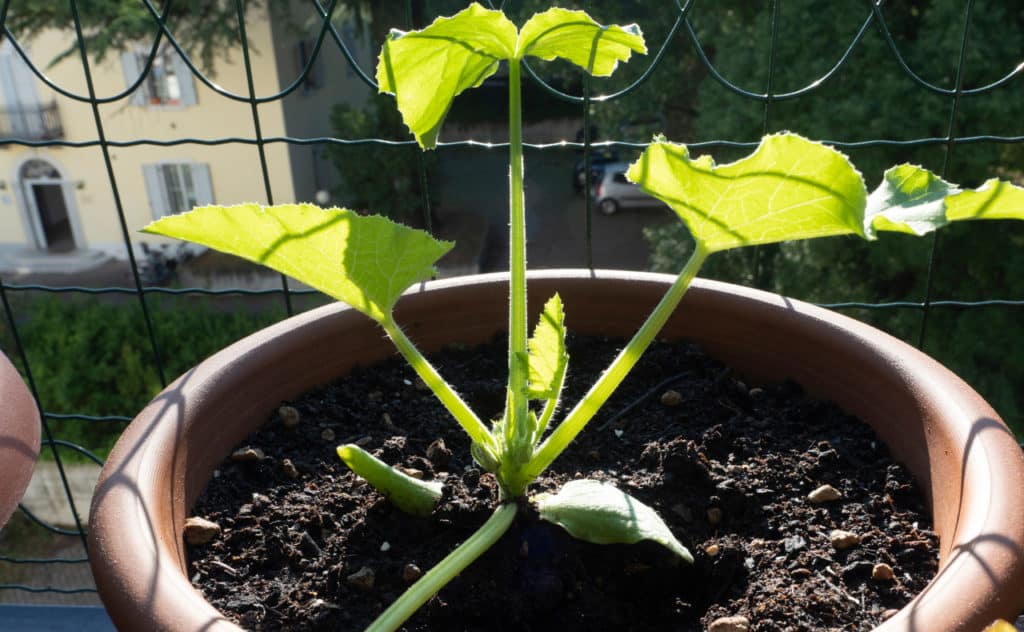 Zucchini auf dem Balkon anbauen