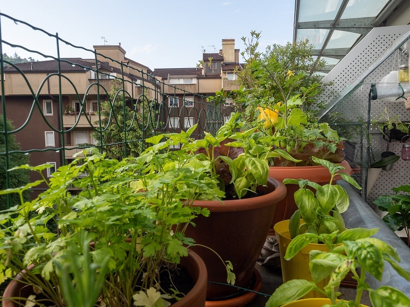 Beim Anbauen vom Zucchini auf dem Balkon sind große Töpfe notwendig