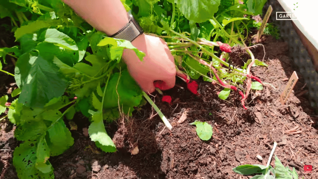 TOP 5 Gemüse für das Hochbeet