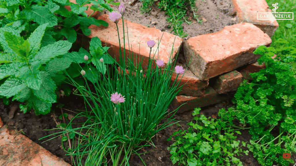 Top 7 Kräuter, die in keinem Garten fehlen dürfen