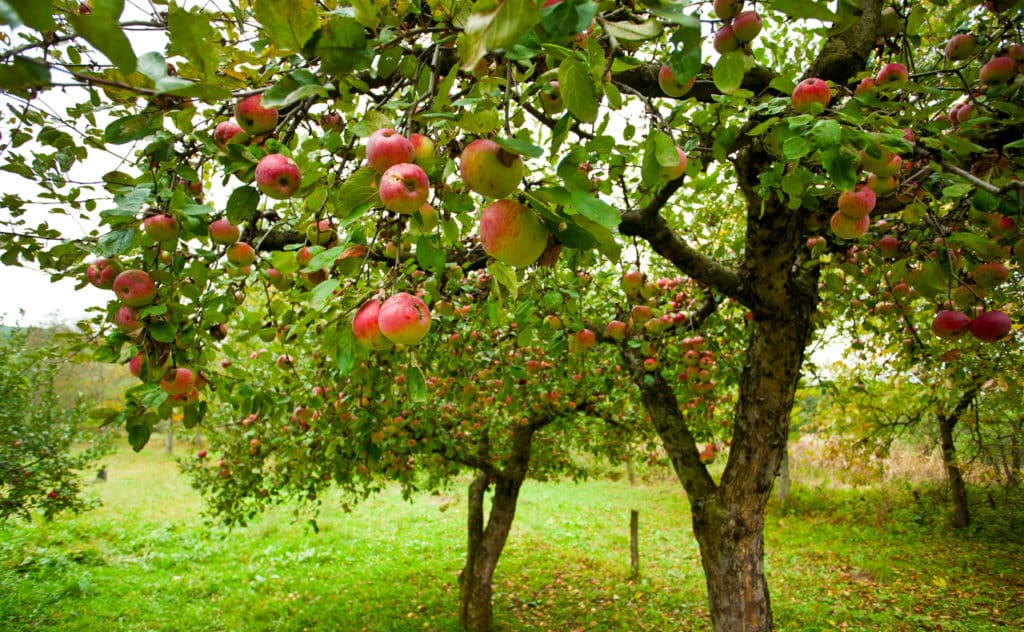 Apfelbaum Krankheiten