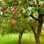 Apfelbaum Krankheiten