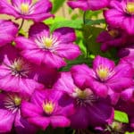 Clematis überwintern