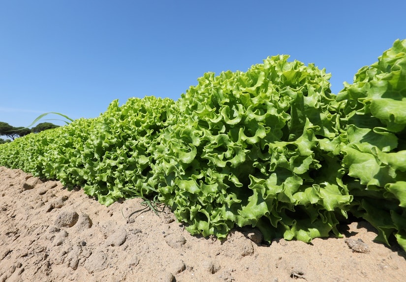 Salate auf sandigem Boden