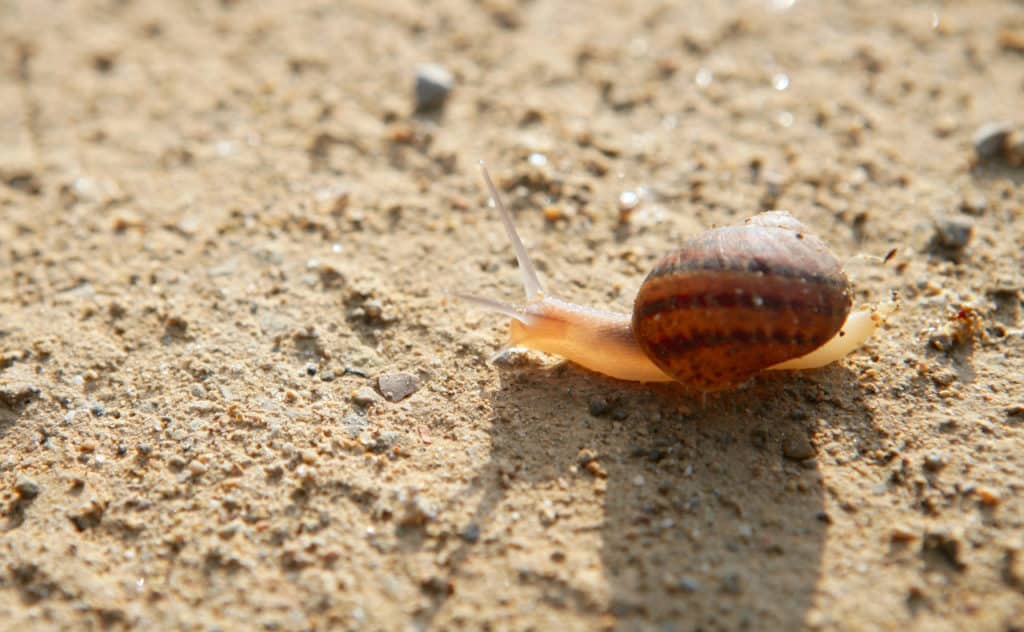 Einen Sandboden verbessern