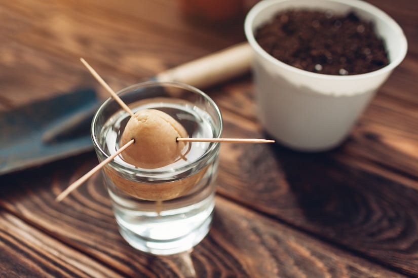 Avocado Kern keimt im Glas