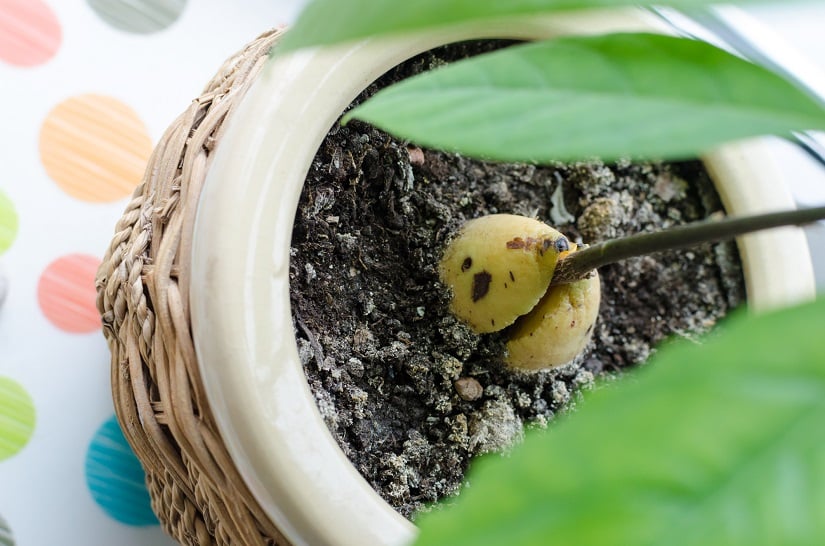 Avocado Kerne kann man auch direkt im Topf keimen lassen