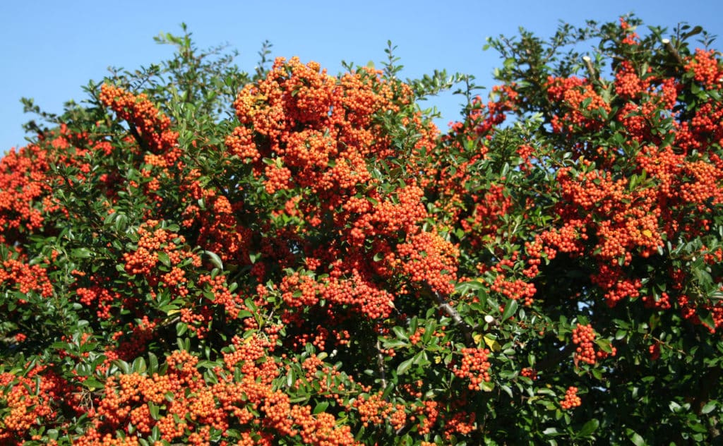 Die Feuerdorn-Hecke