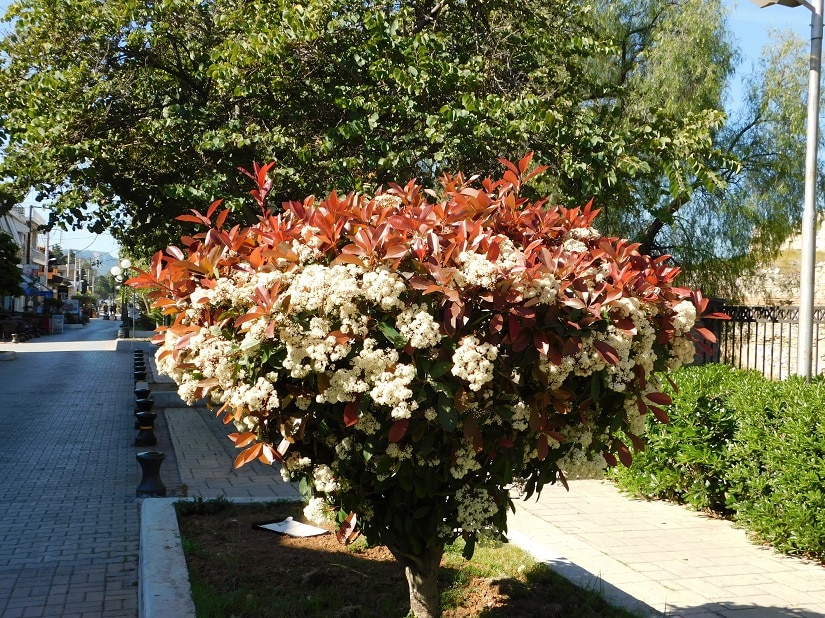 Blühende Photinia fraseri