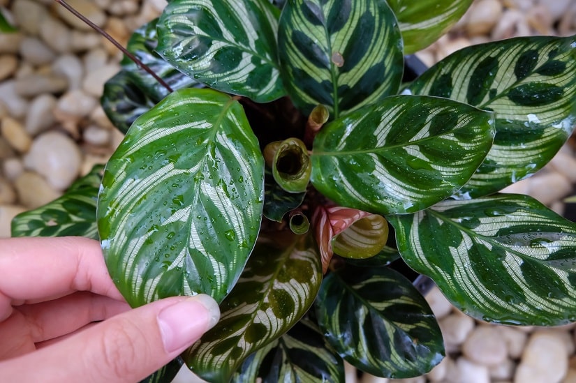 Calathea