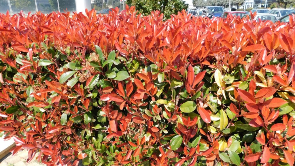 Glanzmispel Photinia x fraseri ‘Red Robin’