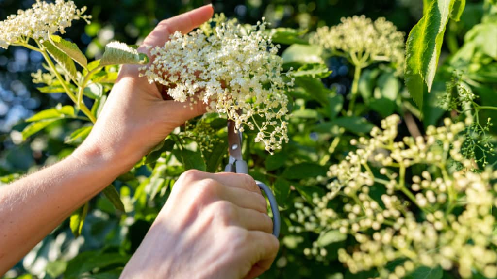 Holunderblüten ernten