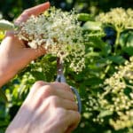 Holunderblüten ernten