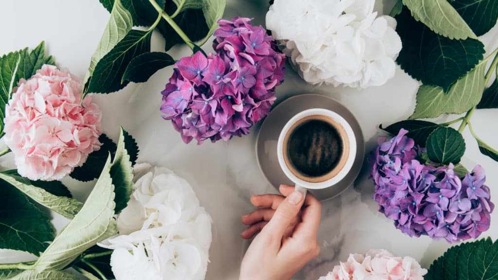 Hortensien mit Kaffeesatz düngen