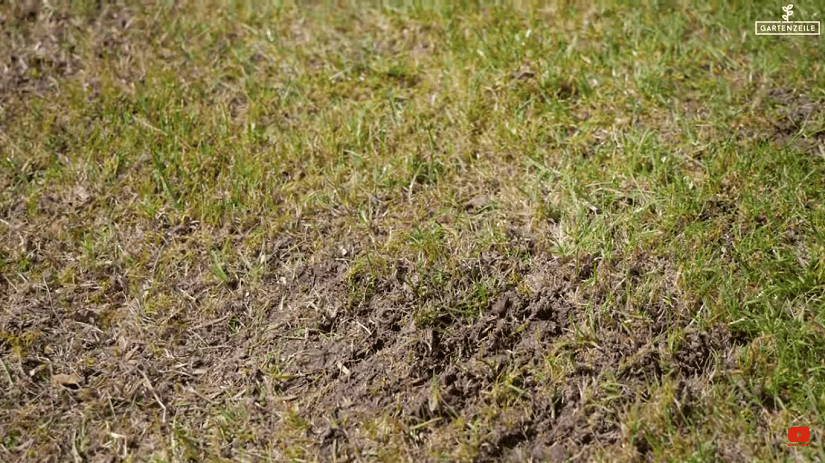 trockener Rasen im Herbst zum Vertikutieren