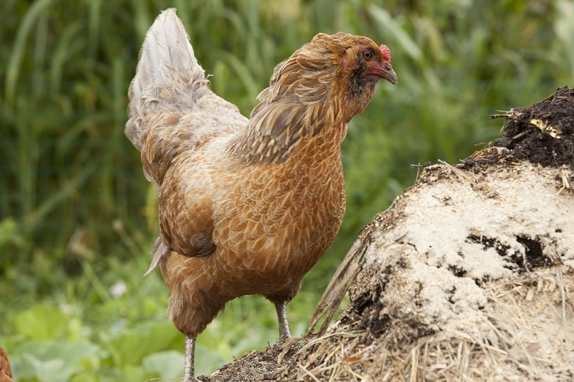 Kleintierhaltung und Kompostierung, zwei wichtige Bestandteile einer Permakultur im Garten