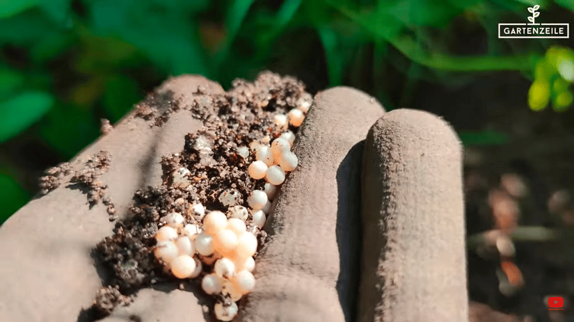 Schneckeneier im Garten