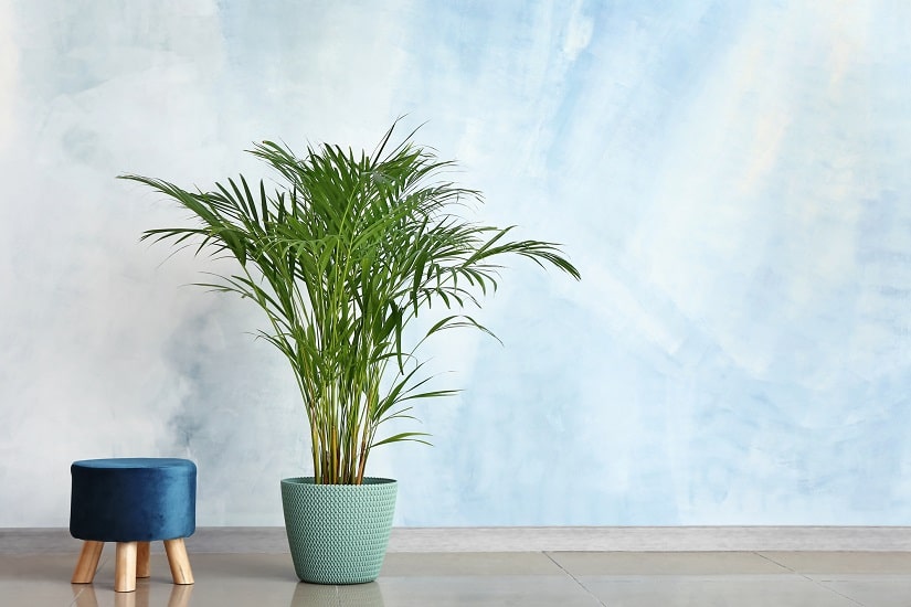 Areca Palme