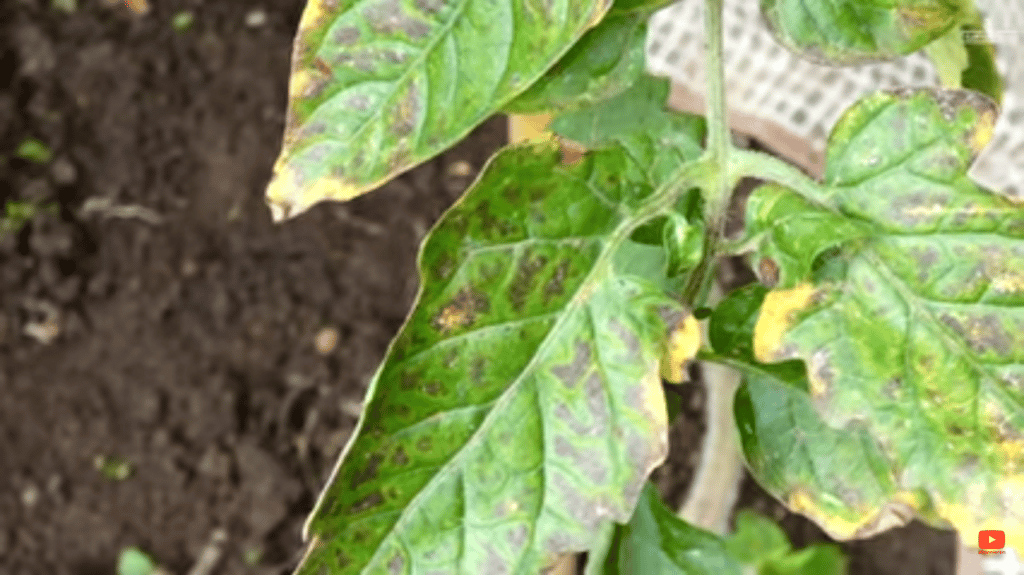 Braunfäule bei Tomaten