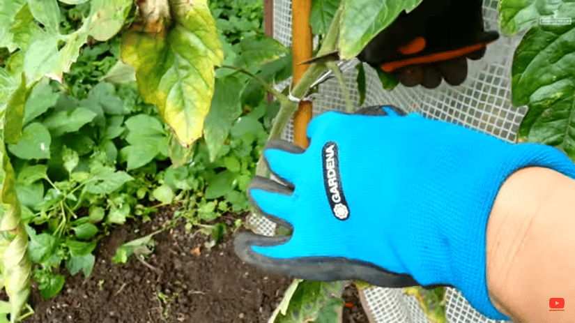 Alle von der Braunfäule betroffene Teile der Tomatenpflanze müssen abgeschnitten werden.