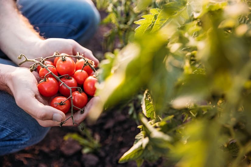 Tomaten aus eigener "Produktion"