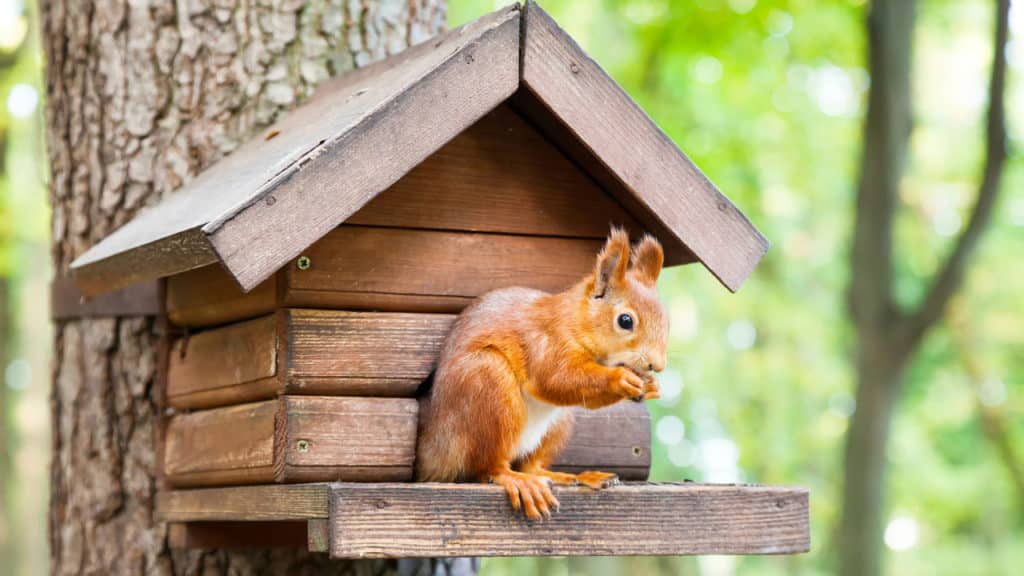 Eichhörnchen Kobel